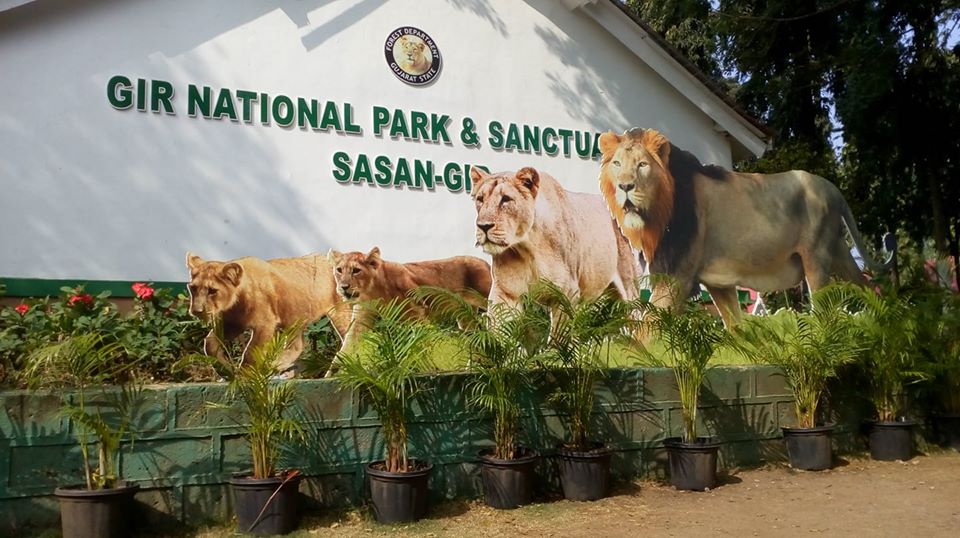 Day: 1 [Arrival in Rajkot ------- Sasan Gir ]