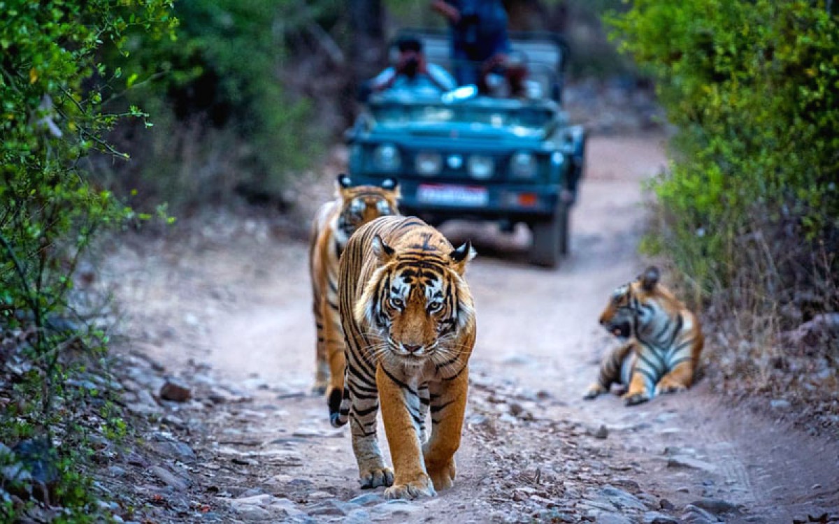 Day: 4 [Pushkar – Ranthambhore ]