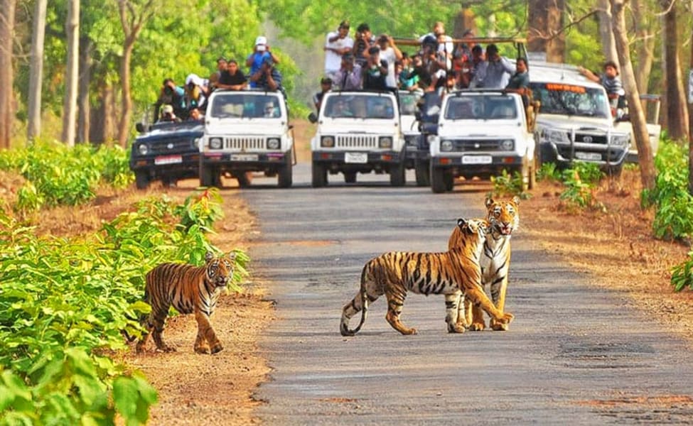 Day: 1 [Jabalpur - Kanha National Park | Transfers]