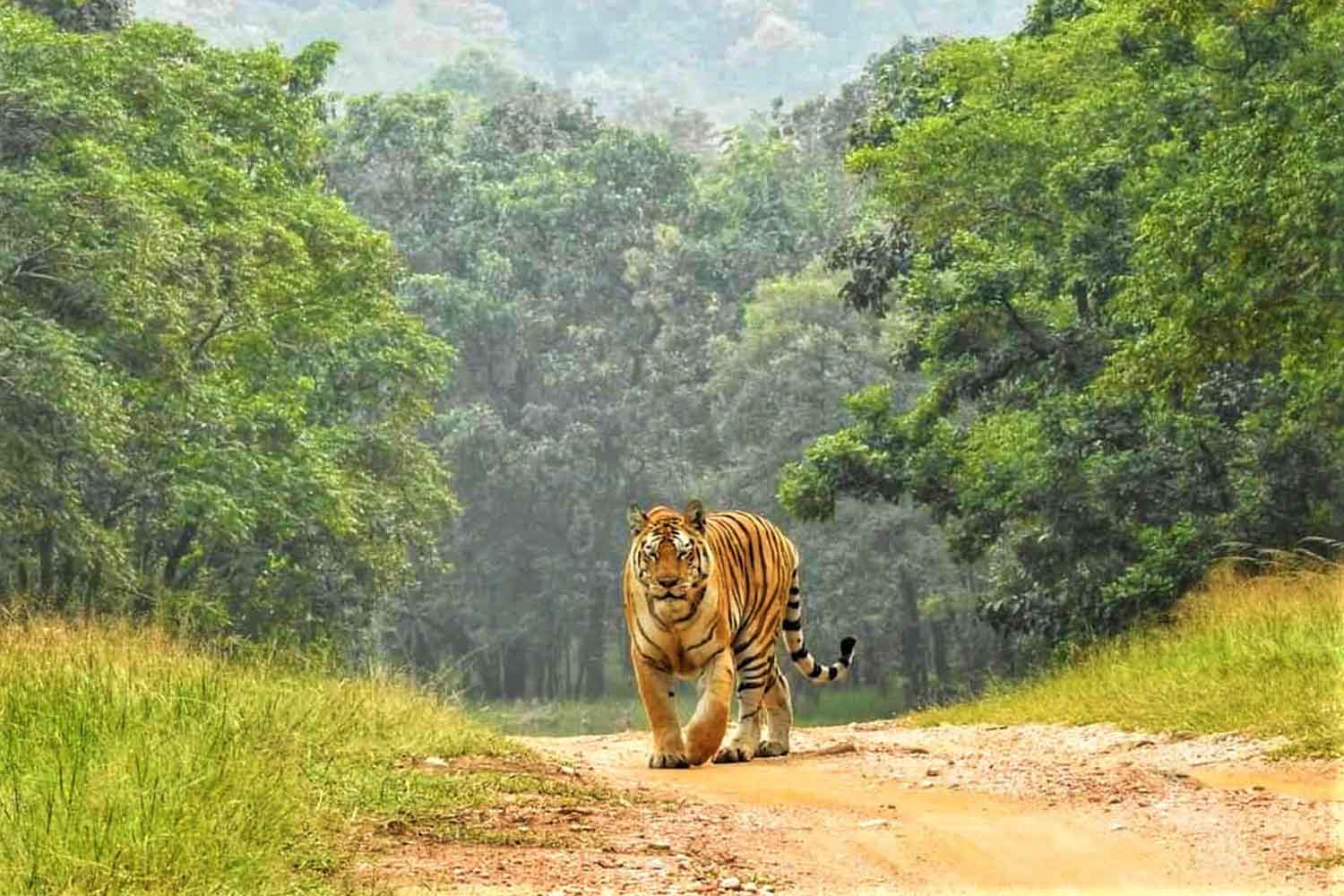 Pench  National Park 