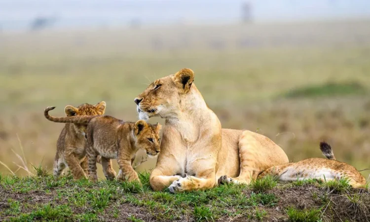 Kenya, Naivasha-Maasai Mara